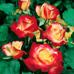 Climbing Roses Live Plants, Golden Orange Rose Climbing Bushes for Planting, No Pot, Cut Back, Well Rooted, No Leaf for Planting