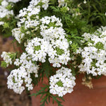 Pack 4 White Perennial Verbena Plants, White Verbena Live Plants, Verbena Flower Trailing Plants Live for Planting, White Verbena Plants in Zones 7 to 11