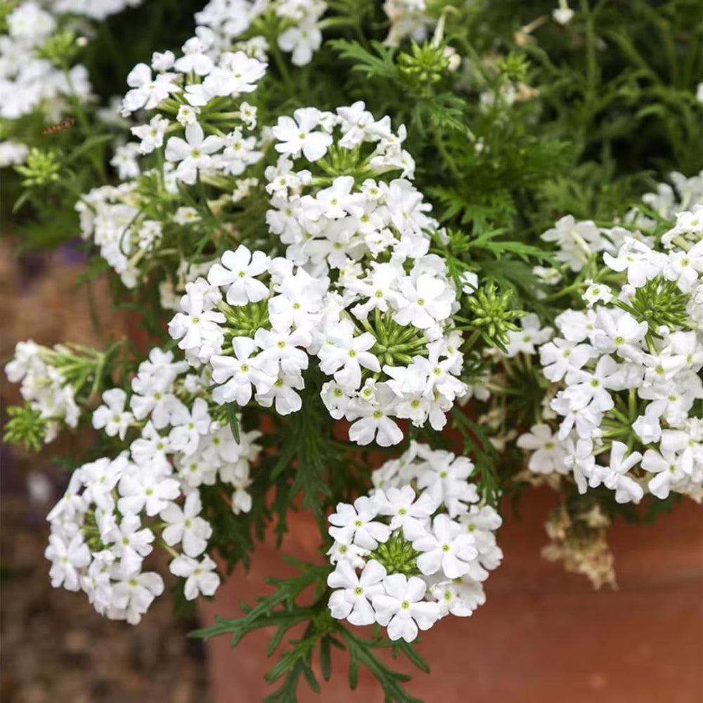 Pack 4 White Perennial Verbena Plants, White Verbena Live Plants, Verbena Flower Trailing Plants Live for Planting, White Verbena Plants in Zones 7 to 11