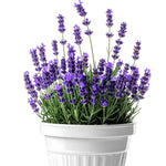 Set 2 Provence Lavender Plants Live, Lavender Flower Plant, 5 to 7 Inc Tall Gardening Indoor Outdoor