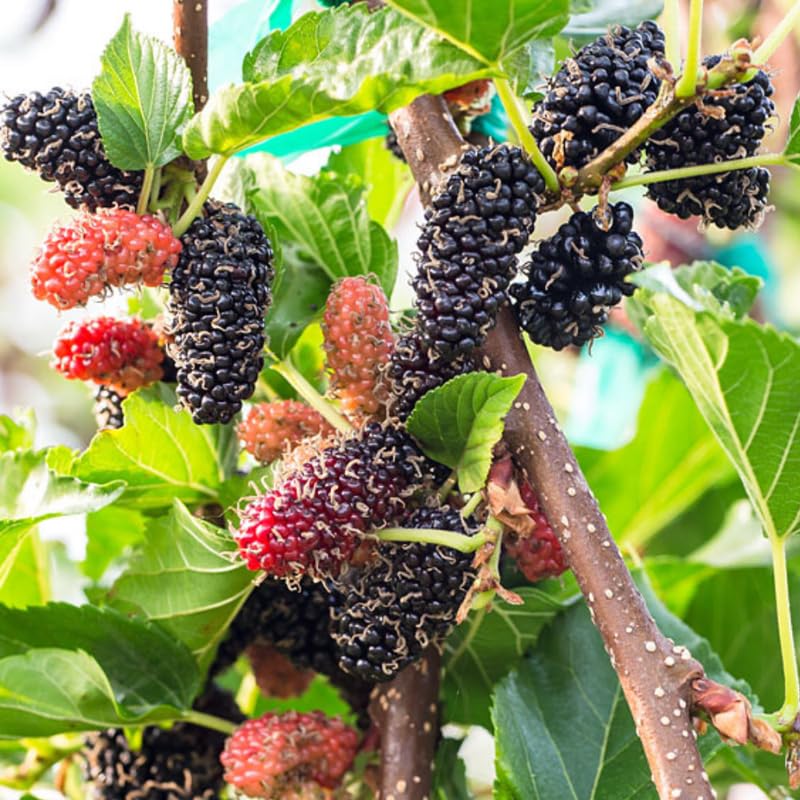 Mulberry Tree Live Plant 5 to 8 Inc Height, Sweet Mulberry Bush Live Plant, Mulberry Plant Live (Dwarf Mulberry)
