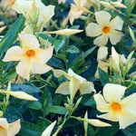 2 Apricot Mandevilla Plants Live, Mandevilla Flower Live Plants, Live Mandevilla Plant, 4 Inc to 7 Inc Tall, Mandevilla Well Rooted for Garden