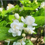 2 Jasmine Plants Live, Fragrant White Jasmine Live Plants, Fast Growing Flower Plants for Outdoor Garden, 5-7'' (Orleans Jasmine)
