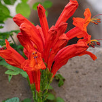 2 Red Cape Honeysuckle Plants Live for Planting, Fragrant, Easy to Grow, Perfect for Landscaping, No Pot, Ideal for Trellises Fences, Climbing or Bush, Rooted Cutting 8-12", Dormant No Leaf