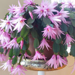 Pack of 2 Pink Easter Cactus Plants, Holiday Cactus Flower Plant Succulent, Size 4 to 7 Inch, Without Pot, Easter Cactus Live Plant