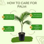 Palm Tree Live Plant Indoor Outdoor, Rare Succulent Palm Houseplant for Indoor or Outdoor Growing, 1 Gallon Pot, Bright Red Fruit