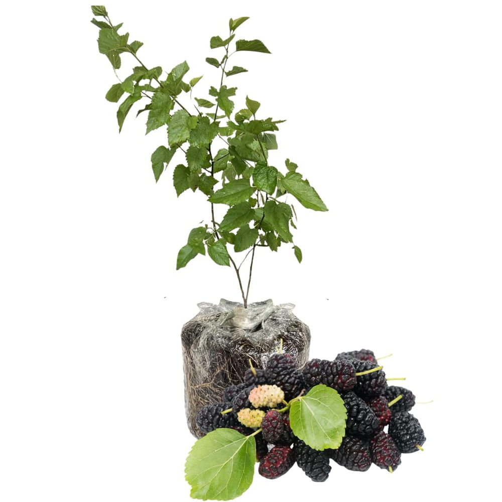 Mulberry Plant Live for Planting 5 to 8 Inch Tall, Sweet Mulberry Fruit Tree, Mulberries Seedling (Illinois Everbearing Mulberry)