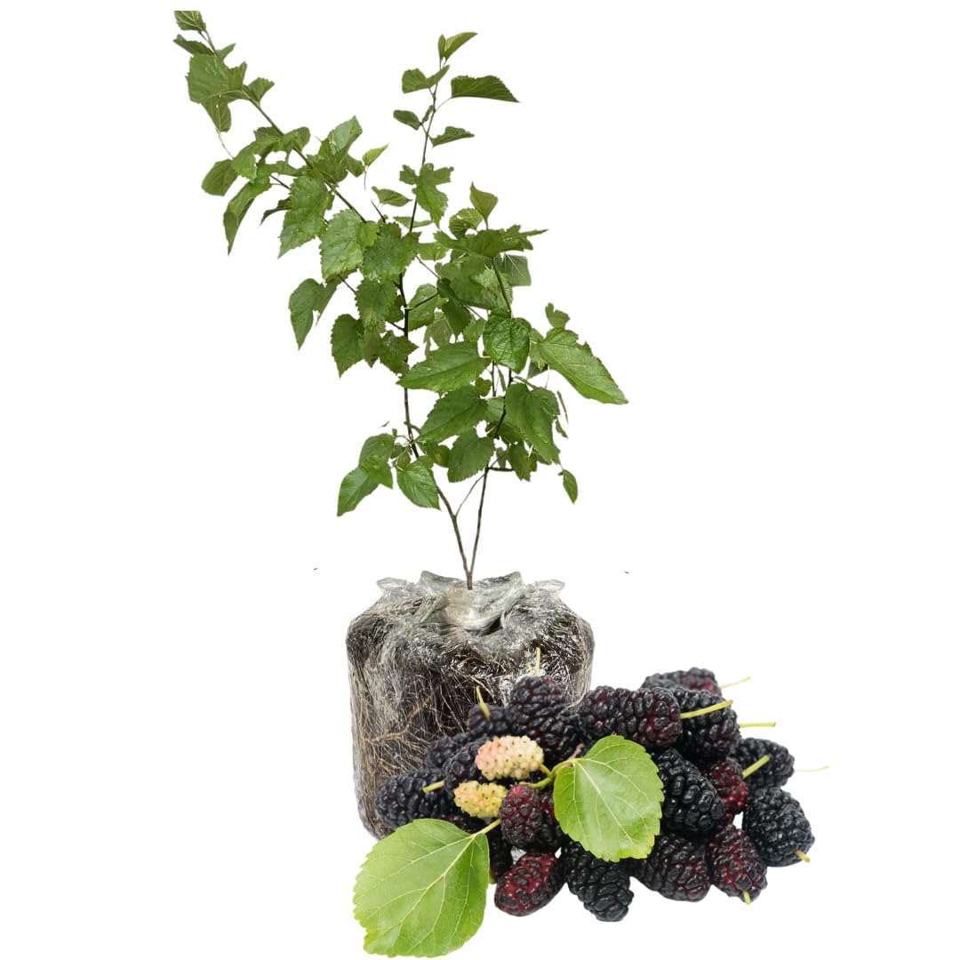 Mulberry Plant Live for Planting 5 to 8 Inch Tall, Sweet Mulberry Fruit Tree, Mulberries Seedling (Illinois Everbearing Mulberry)