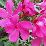 2 Oleander Live Plants, 4 to 6 Inches Tall, Pink Oleander Plants Live, Oleander Well Rooted, Live Oleander Plants for Planting