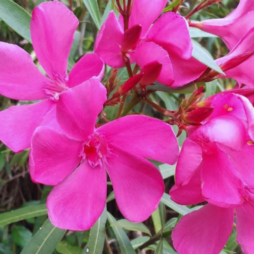 2 Oleander Live Plants, 4 to 6 Inches Tall, Pink Oleander Plants Live, Oleander Well Rooted, Live Oleander Plants for Planting