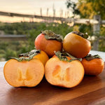 Persimmon Tree Seedling, Fruit Tree, 1-2 Ft Tall