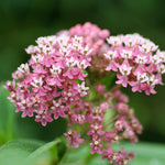 2 Pink Milkweed Plants Live, 5-8 Inch Tall, Butterfly Milkweed Asclepias Tuberosa Plant for Perennial Flower