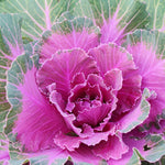 Red Ornamental Cabbage Plant in 4 Inch Pot, Colorful Cabbage Plants Live for Outdoor Indoor Garden