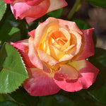 Sunset Rose Bush Live Plant, Rose Plant Live for Planting, 5-10 Inch Tall, Fragrant Flowers Well Rooted Starter Plant Indoor Outdoor