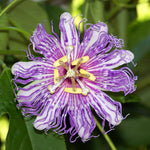 Pack 2 Passion Flower Plants, Light Purple Passiflora Vine Flowering Plant 4-7 Inch Tall, Indoor Outdoor Planting