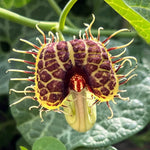 Giant Dutchman’s Pipe Vine Live Plant, 6 to 12 Inches Tall Fast-Growing Tropical Climber, Dormant Bare Root in Winter