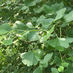 UIOTER Live Ginkgo Biloba Trees Live Plants, 6 to 12 Inc Tall Ginkgo Trees Seedlings, Live Gingko Trees, Gingko Trees Plants, No CA, Yellow