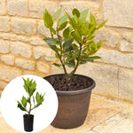 Laurus Nobilis Bay Leaf Tree Plant Live, 8 Months Old Bay Laurel Sweet Bay Live Plant for Planting, Fragrant Bayleaf Tree, Bare Root, Well-Rooted Plant Live