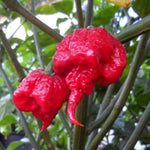Set 2 Carolina Reaper Pepper Plants Live for Outdoor Gardening, Size 5-9 Inches in Tall, Well-Rooted, Hottest Pepper for Planting