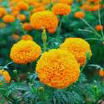 Marigolds Plant Live, Orange Marigold Live Plant, 4 Inc Pot, Perennial Flower Planting Landscaping