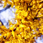 2 Lynwood Gold Forsythia Bareroot 6 to 12 Inch Tall, Yellow Forsythia Plant Live for Planting, Fragrant Forsythia Bush Shrub Rooted Cutting