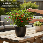 Set 150 Pequin Chili Pepper Seeds, Pepper Plants Live for Planting, Hot Peppers Seed, Vegetable Seeds for Indoor Outdoor Garden