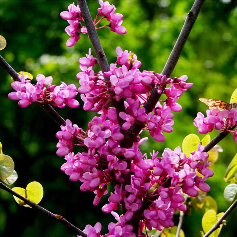 American Redbud Tree Live Plant - 3-4 Ft - Cercis Canadensis - Zones 5-9 - 2 Year-Old Seedling Red Bud Trees Live Plants Outdoor Fast Growing