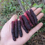 Set of 2 Pakistan Mulberry Trees Live Plants, Starter 4-6 Inches Tall, No Pot, Mulberry Bush Fruit for Outdoor Growing, Cold Hardy
