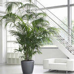 Palm Tree Plant, Live Tropical Palm Tree, Fully Rooted in 3 Gallon Pot, Ready for Outdoor Planting (Dark Green Palm)