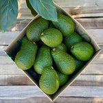 Live Green Avocado Tree Plant in 3 Gallon Pot, Cold Hardy Avocado Tree 2-3 Ft Tall, Ready to Bear Fruits