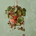 Strawberry Begonia Live Plant, Variegated Saxifraga Plant, Begonia Live Plant, Variegated Foliage, 3.25 Inches Pot for Planting