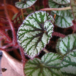 Live Begonia Plant, Indoor Flowering Houseplant, 4-8 Inches Tall, for Indoor or Outdoor Gardens (Gray Green Foliage)