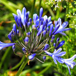 2 Blue Agapanthus Plants Live, 5-9 Inch Tall, Lily of The Nile Perennial Plants for Outdoor Garden and Landscape
