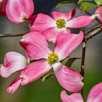 Pink Dogwood Tree Plant Live, Pink Dogwood Trees for Planting Outdoors, Pink Flowering Dogwood Tree, 6 to 12 Inc Tall in 2.5 Inc Pot