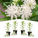 4 White Milkweed Plants Live 4-9 Inc Tall, Tropical Milkweed Plants Well Rooted, Outdoor Growing