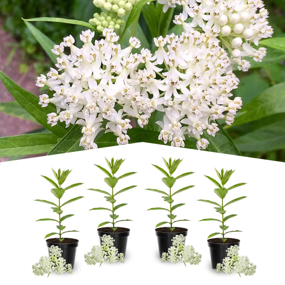 4 White Milkweed Plants Live 4-9 Inc Tall, Tropical Milkweed Plants Well Rooted, Outdoor Growing