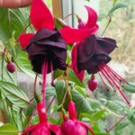 2 Black Fuchsia Live Plants 4-7'' Tall, Hardy Hanging Basket Flower Plant, Shade Loving Blooming Fuchsia Starter Plants