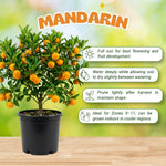 Mandarin Orange Tree, Sweet Seedless Mandarin Plants Live, 1.5 Years Old Tree, Fragrant Citrus Trees for Patio and Outdoor Garden