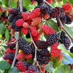 Mulberry Plant Live for Planting 5 to 8 Inch Tall, Sweet Mulberry Fruit Tree, Mulberries Seedling (Red Mulberry)