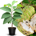 Sugar Apple Tree Live Plant, 2-3 Ft in One Gallon Pot, 2 Years Old Tree Annona Squamosa Soursop Like, Outdoor Spring Tropical Fruit Planting, No CA