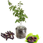 Mulberry Plant Live for Planting 5 to 8 Inch Tall, Sweet Mulberry Fruit Tree, Mulberries Seedling (Pakistan Mulberry)
