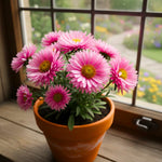 Aster Plants Live, Asters Perennial Live Plants, Vibrant Pink Blooms, 5 to 7 Inches Tall, Ideal for Indoor Outdoor Gardening