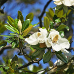 Magnolia Tree Live Plant 12 to 18 Inch Tall, Fragrant Magnolia Plant Live, Magnolia Bush Live Plant in Gallon Pot (White Magnolia)