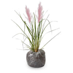 2 Pink Pampass Grass Plants Live for Spring Planting, Size 5-9" in Tall, Oranamental Grass for Outdoor Indoor