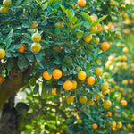 Meiwa Kumquat Tree Live Plant, 2 Years Old Golden Orange Citrus Fruit Tree in 1 Gallon Pot, Indoor Outdoor Patio Container Plant, Zones 8-11