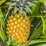 1 Sugarloaf Pineapple Plant Live for Planting, Sweet Pineapple Fruit Tree Live Plant 5 to 8 Inch Tall, Pineapple Starter Plants
