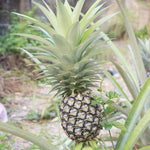 3 White Jade Pineapple Plants Live for Growing 5 to 8 Inch Height, Sweet Pineapple Fruit Tree Live Plant Home Garden