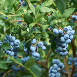 3 Blueberry Bush Live Plant to Grow, Blueberry Plants Live for Planting 5 to 9 Inch Tall, Sweet Blueberries Fruit for Home Garden (Springhigh Blueberry)