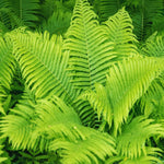 20 Ostrich Fern Rhizomes Roots for Planting, Fern Plants Live Outdoors Gardening Indoors