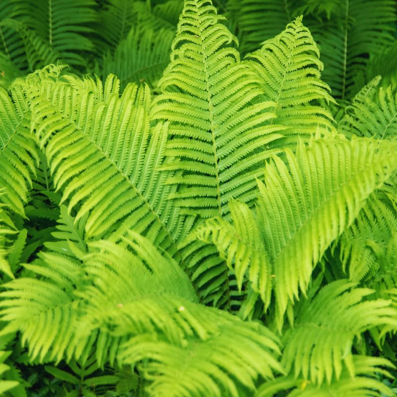 20 Ostrich Fern Rhizomes Roots for Planting, Fern Plants Live Outdoors Gardening Indoors